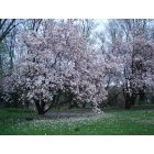 Valatie: Spring Magnolia Bloom, Valatie, New York. (c) 2012 Valatie Free Library, All Rights Reserved. |