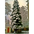 Pollock Pines: : Fir Tree in front yard