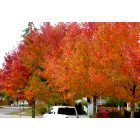 DuPont: fall colors of 2012 (taken near the daycare on Palisade Blvd.)