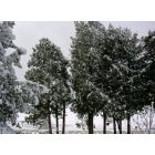 Algoma: Winter in the backyard.