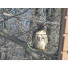 Enfield: backyard Hawk