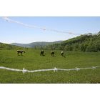 West Jefferson: Horses on Buck Mountain
