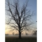 Jones Creek: Majestic Pecan tree in the early morning fog