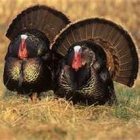 Wellston: turkey 'farm'