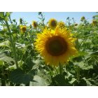 Glenburn: Sunflower field in Glenburn