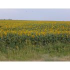 Glenburn: Sunflower field in Glenburn