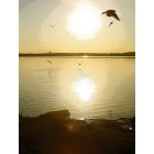 Bemidji: Morning Gulls Over Lake Bemidji