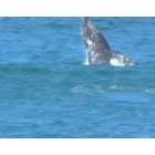 Gold Beach: : Whale leaping out of the water