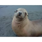 Gold Beach: : Sitting next to this seal for 1 1/2 hour watching the fog roll up to the beach
