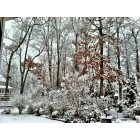 Laurel: March Snowfall -2013