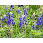 The Woodlands: Bluebonnets in Texas