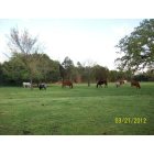Campbell: Horses and Longhorns, no better way to live, thanks to Campbell, TX
