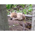 Andover: Fox sleeping