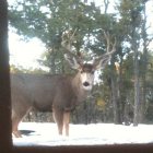 Tijeras: 10-point buck looking in our window!