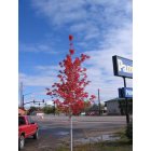 Lander: : Fall Foliage between New Safeway and Old Pamida in Lander, WY