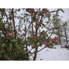 Lander: : Apple Blossoms in Snow May 31, 2011