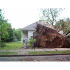 Jackson: : Tornado Damage, Downtown Jackson, May 2003 (Brad Pavia is standing next to the roots)