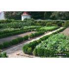 Mount Vernon: garden