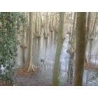 Sumter: Swan Lake in Sumter, SC.