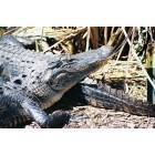 Everglades: Basking Alligators in Everglades