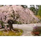 Portland: Japanese Gardens Portland OR
