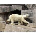 Milwaukee: : Polar Bear at Milwaukee Zoo