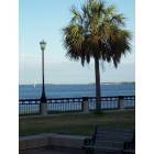 Charleston: charleston palm, the battery