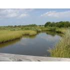 Grand Isle: : Marsh land, the place where the research center will be built.