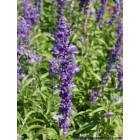 Whitewater: : Purple Flower