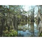 Lafayette: cypress swamp at the University of Louisiana at Lafayette