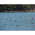 Reed Creek: ducks gettin up off the lake