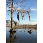 Baton Rouge: : Honey Island Swamp
