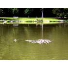 New Rochelle: : Ducks on Beechmont Lake