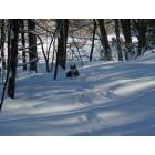 Dover: Our Husky on the Audobon Trail in Dover after snowstorm 2003