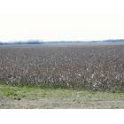 East Prairie: Cotton Fields near East Prarie