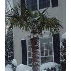 Smyrna: Palm trees in Smyrna (Winter)