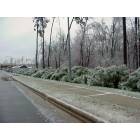 Cary: : Icestorm in Cary. 2003.