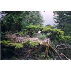 Valdez: Eagle on nest