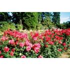 Portland: : Rose Garden