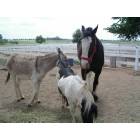 Yukon: A Clydesdale, a Burro, and a Shetland pony at the Express Ranches Barn in Yukon