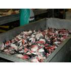 Metlakatla: Fish processing