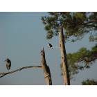 Belhaven: : Blue Heron and Bald Eagle, Pungo Creek, Belhaven, NC