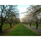 Durham: Spring almond blossoms in Durham