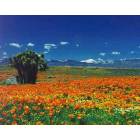 Antelope Valley Poppy Reserve--west Lancaster, California