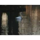 Sumter: : Two swans in Swan Lake Park