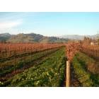 Fairfield: Fairfield CA Dormant grapevines in January