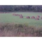 Roxbury: Hay field near Burroughs