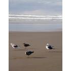 Long Beach: Ocean and Seagulls at Long Beach, Washington