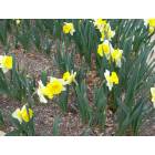 Round Rock: : Round Rock is the daffodil capitol of Texas