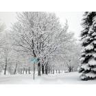 Ann Arbor: A tree lined street in winter
